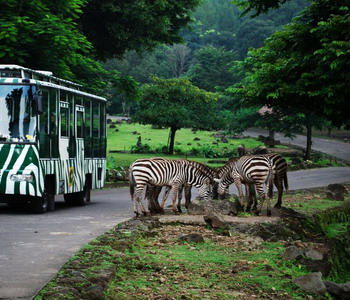 Image Tour